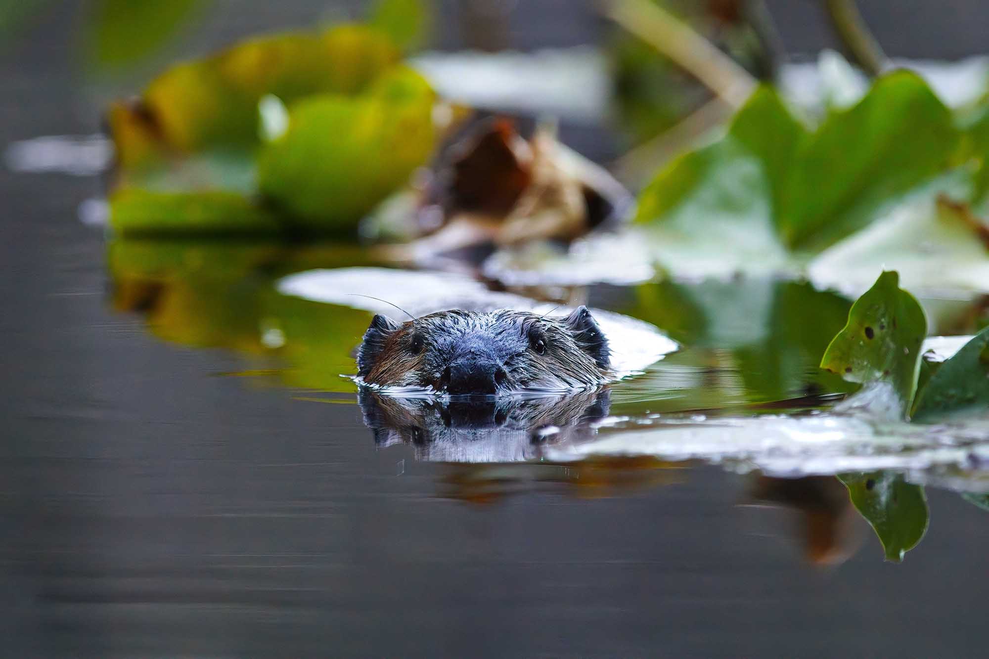 On Beaver Pond: A Photo Exhibit by Damon Stuebner